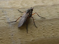 Empis nigricans