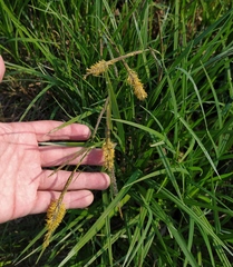 Carex