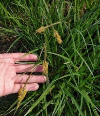 Carex