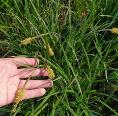 Carex