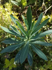 Euphorbia glauca