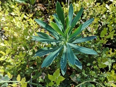 Euphorbia glauca