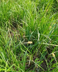 Carex