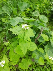 Alliaria petiolata