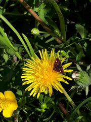 Pyrausta ostrinalis