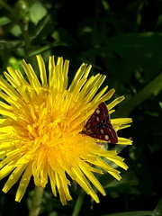 Pyrausta ostrinalis