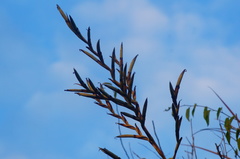 Tillandsia makoyana