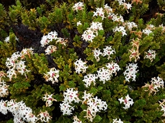 Pimelea buxifolia