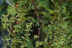 Coprosma cuneata