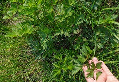 Ranunculus repens