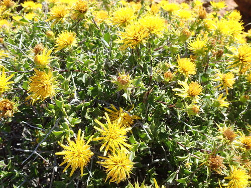 Image of Berkheya spinosa by no rights reserved