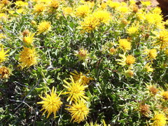 Berkheya spinosa