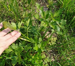 Ranunculus repens