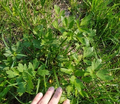 Ranunculus repens