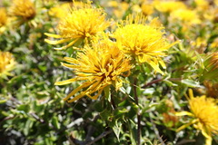 Berkheya spinosa