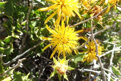 Image of Berkheya spinosa by no rights reserved