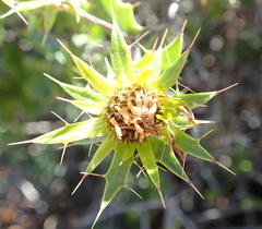 Berkheya spinosa