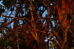 Tillandsia makoyana