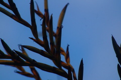 Tillandsia makoyana