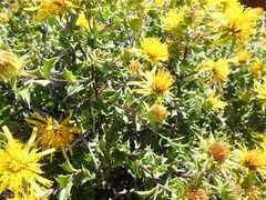 Berkheya spinosa