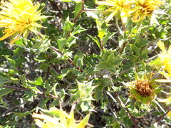 Berkheya spinosa