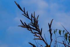Tillandsia makoyana