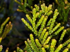 Halocarpus bidwillii