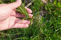 Lysimachia vulgaris