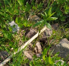Lysimachia vulgaris