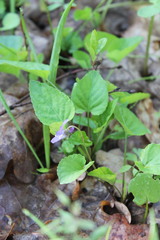 Viola tanaitica