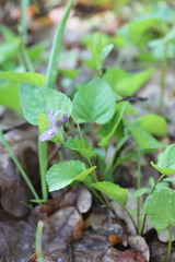 Viola tanaitica