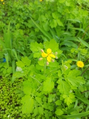 Chelidonium majus