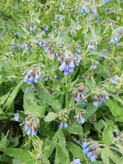 Symphytum caucasicum
