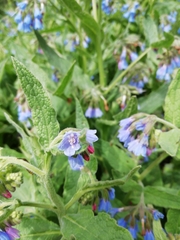 Symphytum caucasicum
