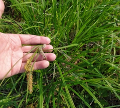 Carex