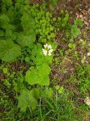 Alliaria petiolata
