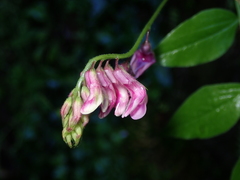 Lathyrus venetus