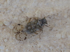 Tachycixius