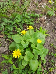 Ficaria verna