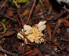 Cordyceps cranstounii
