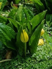 Lysichiton