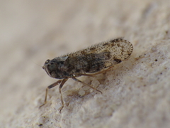 Tachycixius