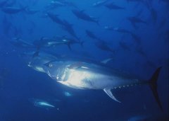 Thunnus thynnus