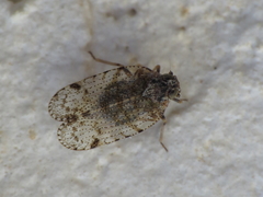 Tachycixius