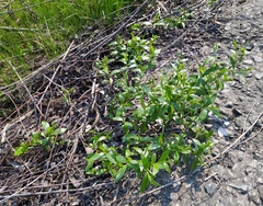 Salix