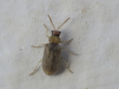 Monoxia obesula