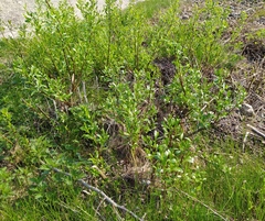 Salix