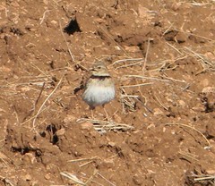 Melanocorypha calandra calandra