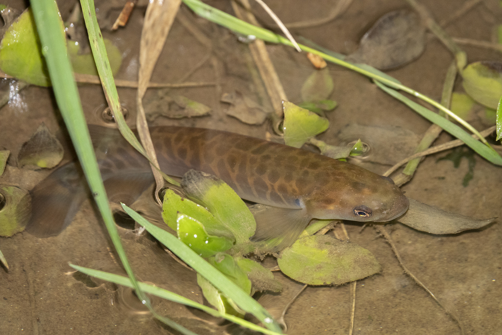 Banded Kōkopu (Galaxias fasciatus)
