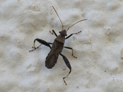 Heegeria tangirica